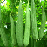 Luffa(වැටකොළු)