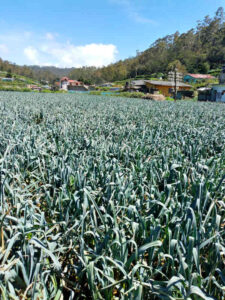 Water Melon - Image 4