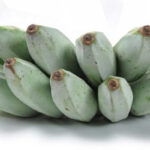 Ash Plantain (අළු කෙසෙල්)