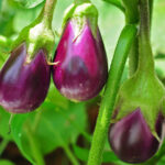 Brinjals (වම්බටු)