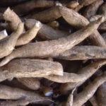 Cassava plant(මඤ්ඤොක්කා)