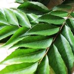 Curry Leaves (කරපිංචා)