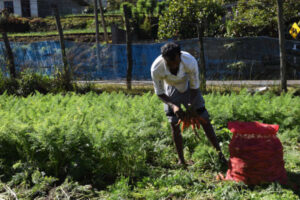 Water Melon - Image 2
