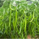Green Chillies
