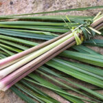 Lemon Grass (සේර)