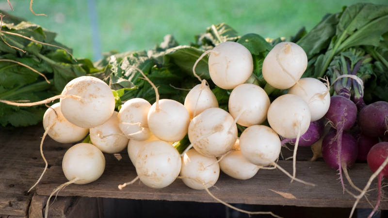 radish Radish (රාබු) - Image 1