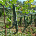 Snake gourd (පතෝල}