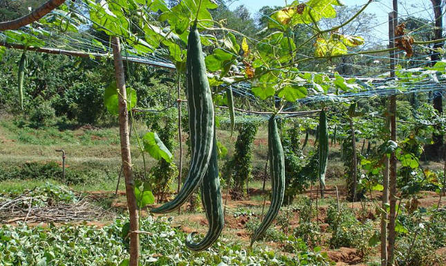snake-gourd Snake gourd (පතෝල} - Image 1