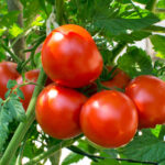 Tomato (තක්කාලි)