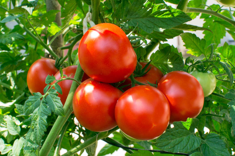 tomatoes Tomato (තක්කාලි) - Image 1